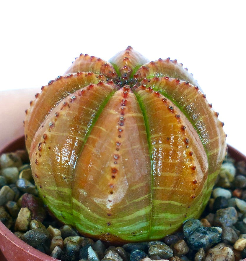 Angled close-up of Euphorbia obesa highlighting its spherical shape, ribbed structure with green lines, and reddish spots on the ridges.