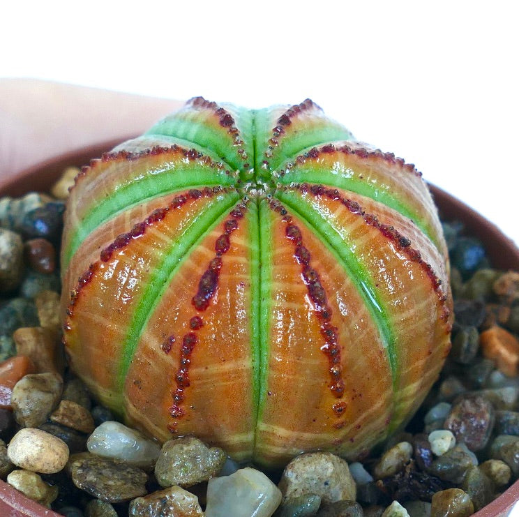 Side view of Euphorbia obesa with a rounded orange-brown body and bright green ribs lined with small reddish bumps, growing in a pot with gravel.
