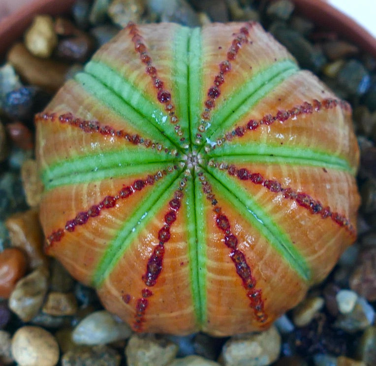 Close-up of Euphorbia obesa from above, highlighting its spherical shape, vivid green rib lines, and red dotted ridges on an orange-brown background.