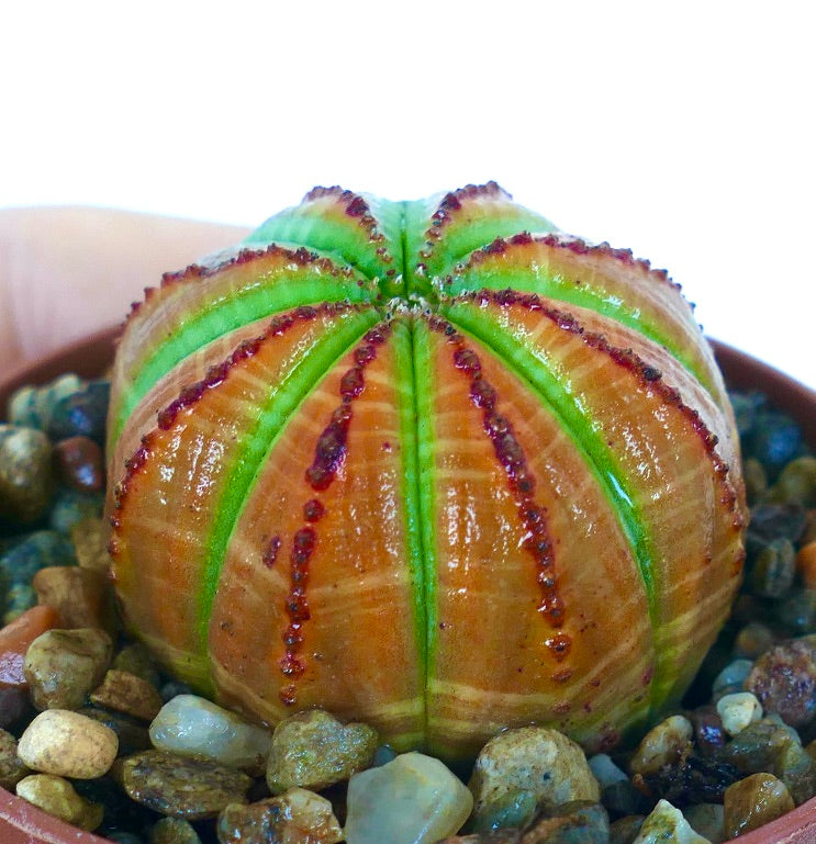 Angled view of Euphorbia obesa in a pot, featuring its striped green ribs, reddish bumps along the ridges, and glossy orange-brown skin.