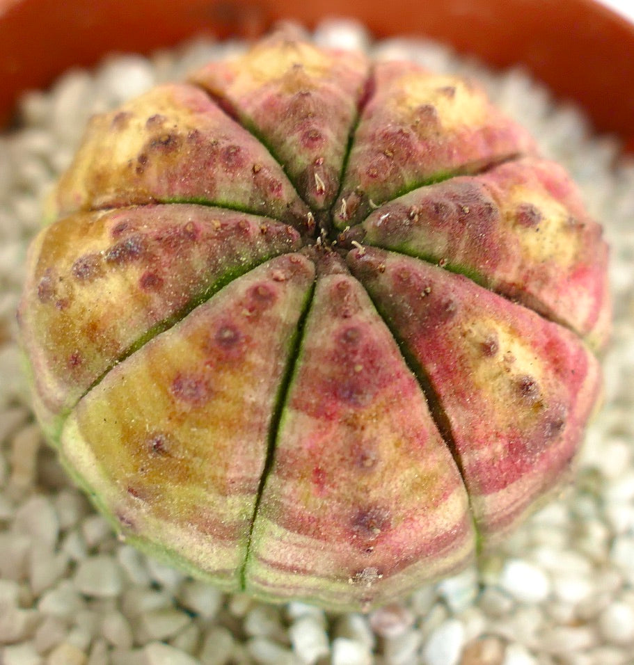 Euphorbia obesa PINK-YELLOW-GREEN