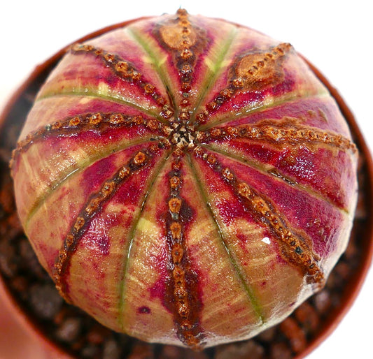 Euphorbia obesa PINK-YELLOW 65