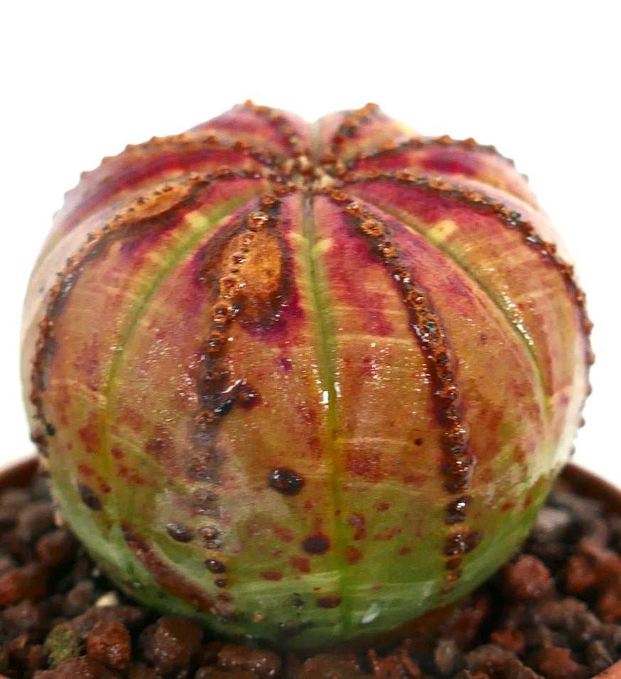 Euphorbia obesa PINK-YELLOW 65