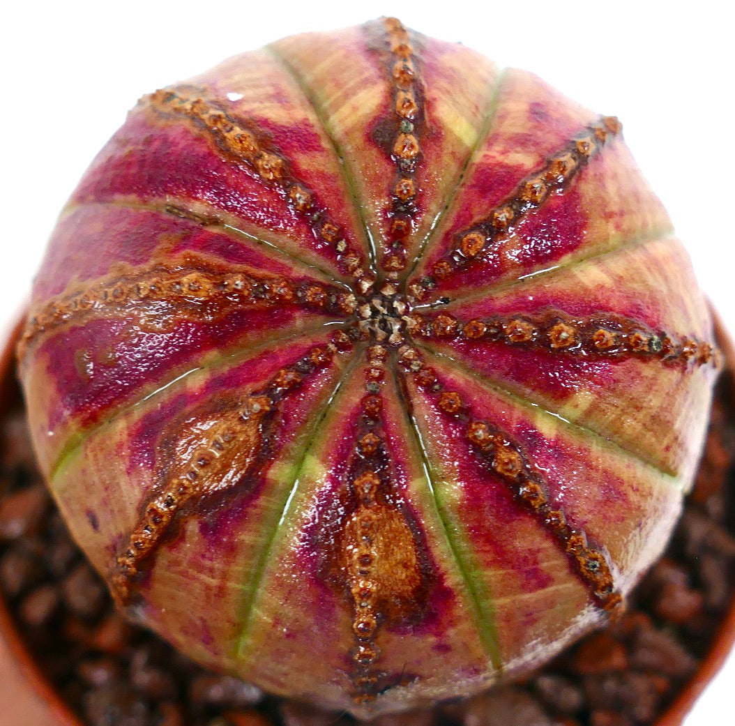 Euphorbia obesa PINK-YELLOW 65