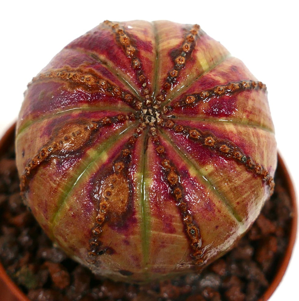 Euphorbia obesa PINK-YELLOW 65