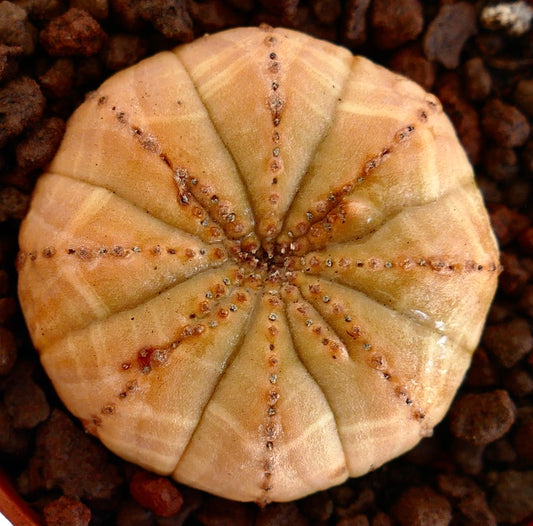 Euphorbia obesa suculenta rara con estructura redondeada estriada y pequeños areolos marrones