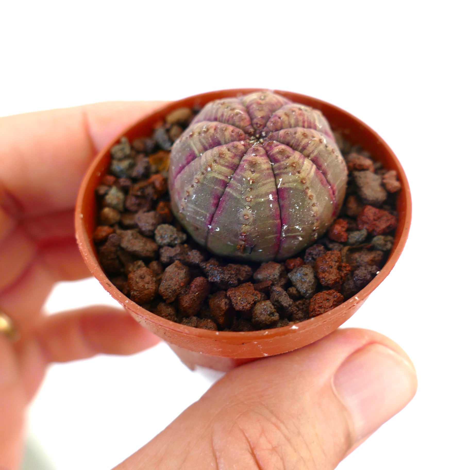 Euphorbia obesa piccola succulenta con corpo arrotondato e costolato e sfumature marrone rosa delicate