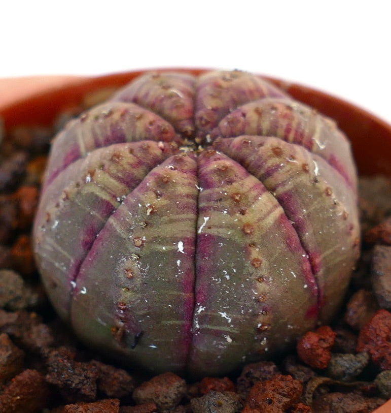 Euphorbia obesa succulenta cactus con corpo arrotondato e costolato e tonalità delicate rosa-marroni