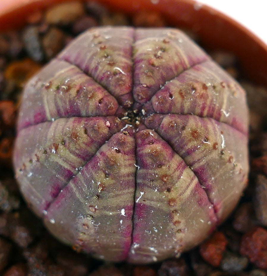 Succulenta Euphorbia obesa con corpo segmentato arrotondato e delicate tonalità rosa-marrone