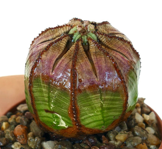 Close-up of Euphorbia obesa, a round succulent with vertical ridges, showing green and purple coloration, planted in a pot with small pebbles.
