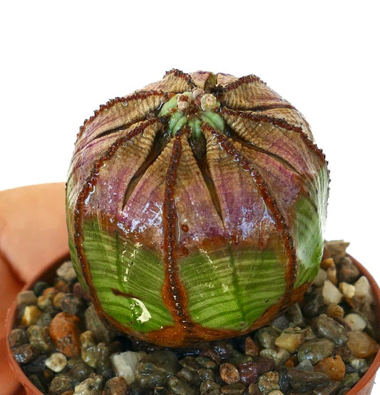 Euphorbia obesa succulent in a small pot, spherical with striped green and purplish segments divided by ridges.