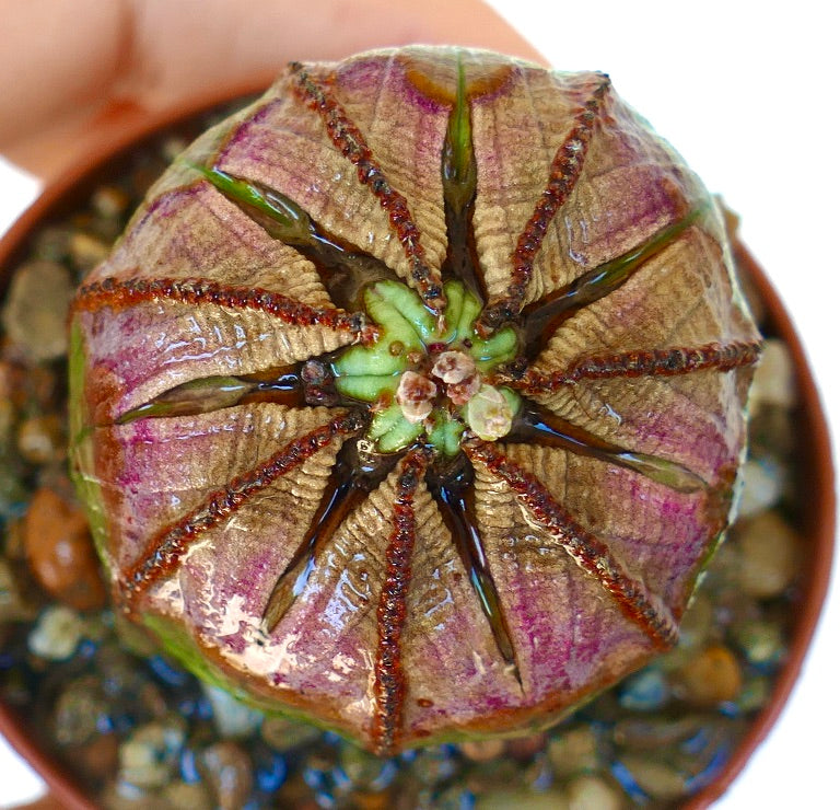 ユーフォルビア・オベサの上面図。緑色の中心部と紫褐色の外側のセグメントを持つ、肋骨状の星形構造が見られます。