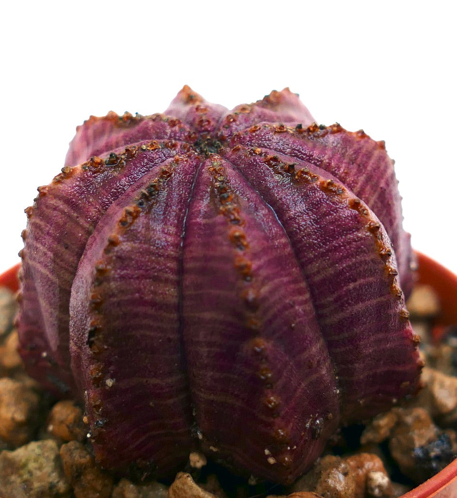 Euphorbia obesa succulent with rounded ribbed purple body and small brown tubercles