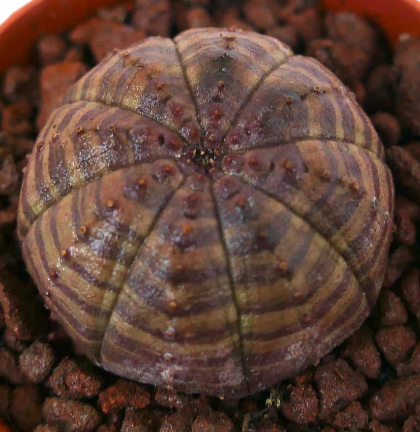 둥근 형태와 뚜렷한 갈색 줄무늬 패턴을 가진 유포르비아 오베사 다육식물