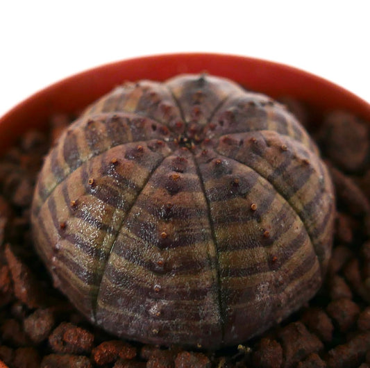 ユーフォルビア・オベサ 多肉植物 サボテン 丸い形状とピンクがかった茶色の縞模様