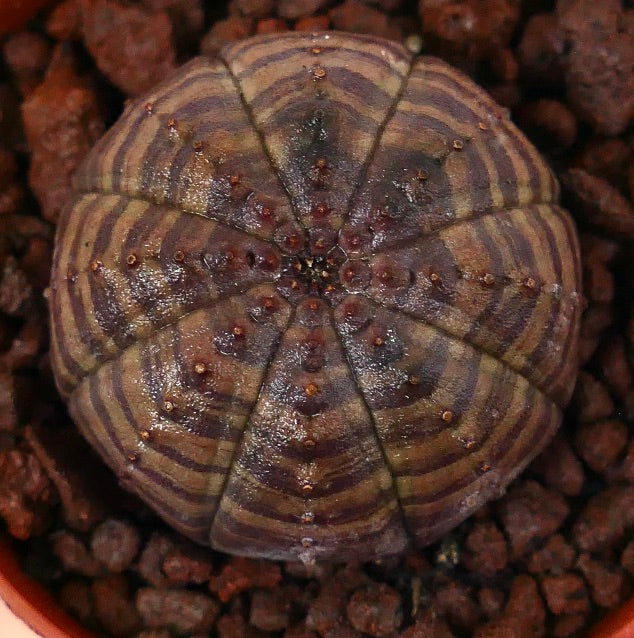 둥근 형태와 분홍빛 갈색 줄무늬 패턴을 가진 유포르비아 오베사 다육식물