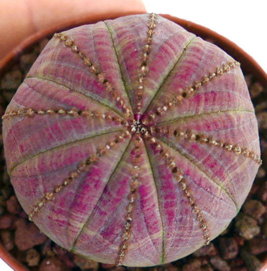 Suculenta Euphorbia obesa con cuerpo redondo acanalado y tonos variegados rosados