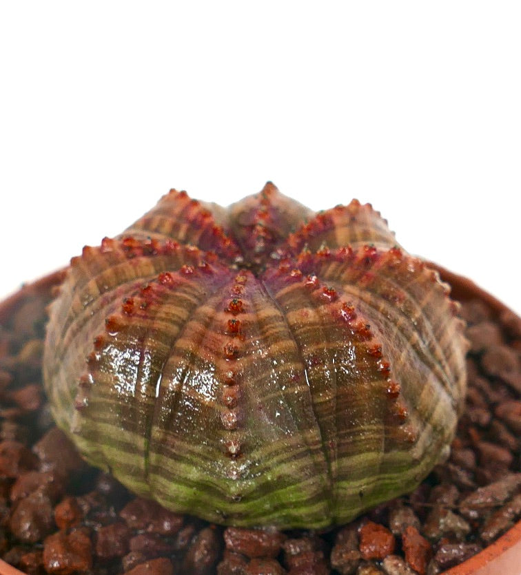 Euphorbia obesa sukkulent med avrundet ribbet kropp og rødbrun teksturert overflate
