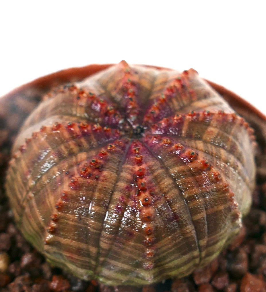 Euphorbia obesa sukkulent med avrundet ribbet kropp og rødlige knoller i potte