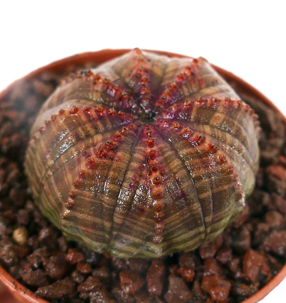 Euphorbia obesa sukkulent med avrundede rifler og små røde knoller i potte