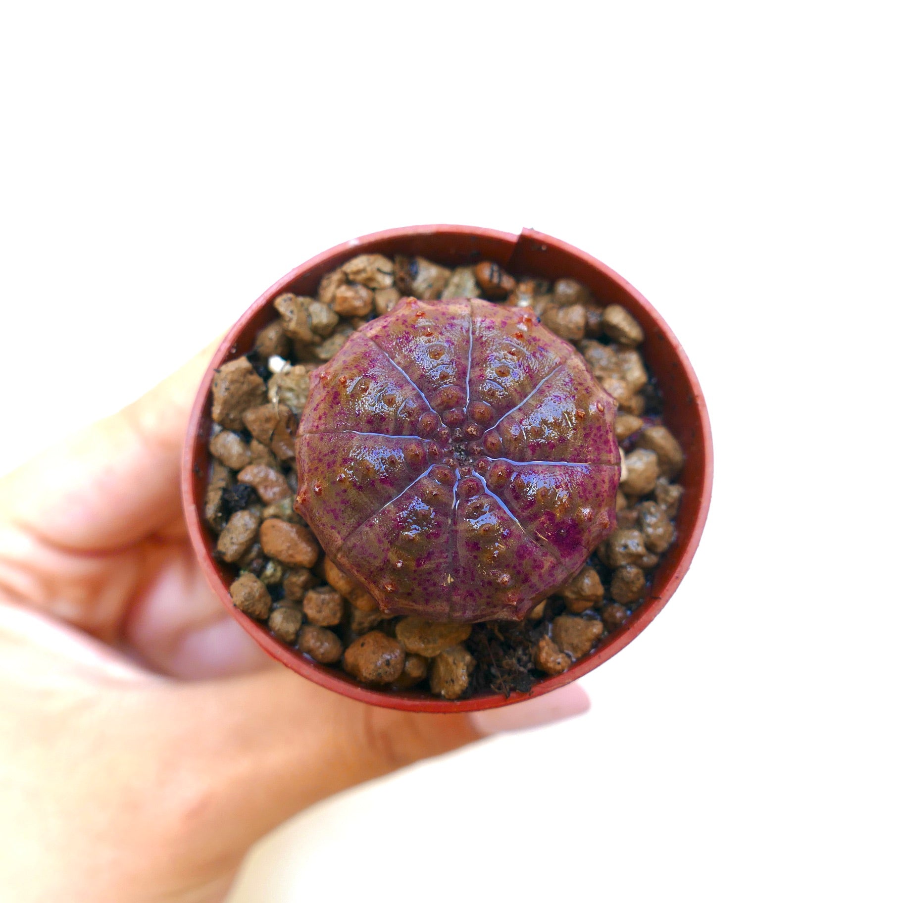 Suculenta Euphorbia obesa con forma redondeada y superficie texturizada con manchas moradas en maceta