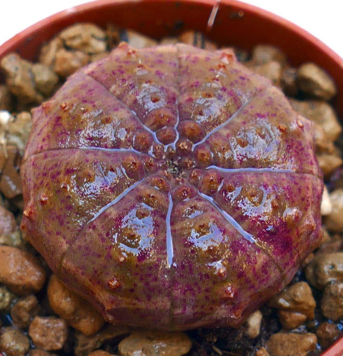 Suculenta Euphorbia obesa con forma redondeada y superficie texturizada con manchas púrpuras