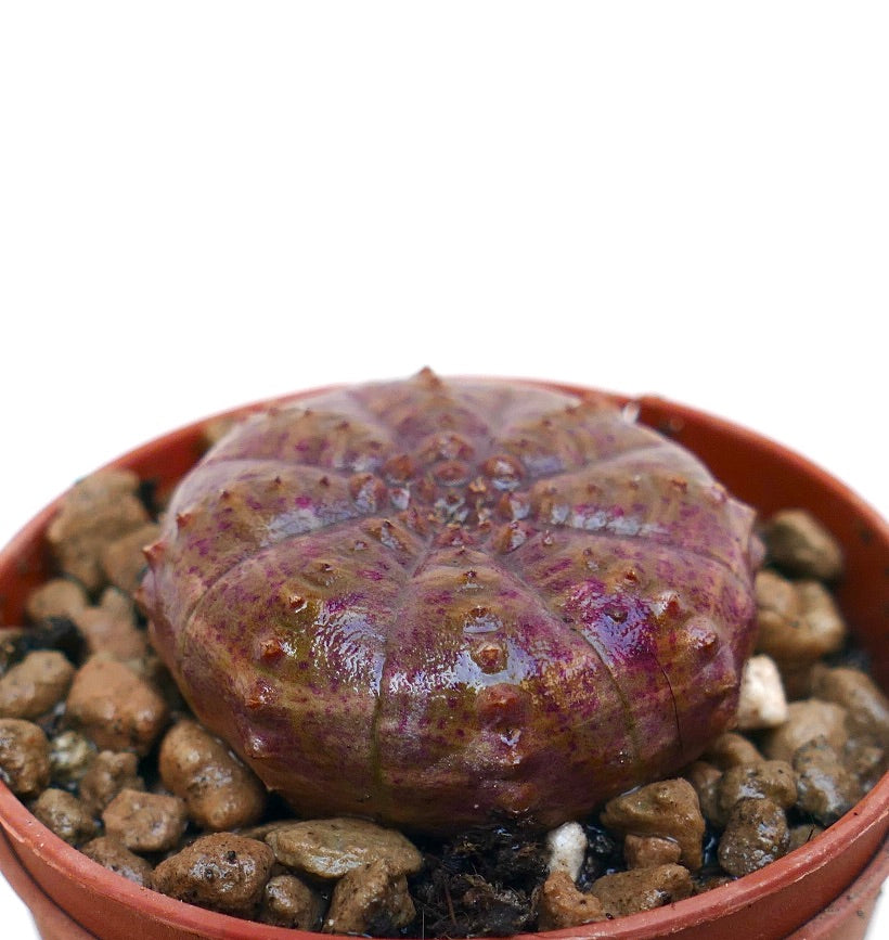 ユーフォルビア・オベサ | Botanical Archive | ユニークな多肉植物の発見