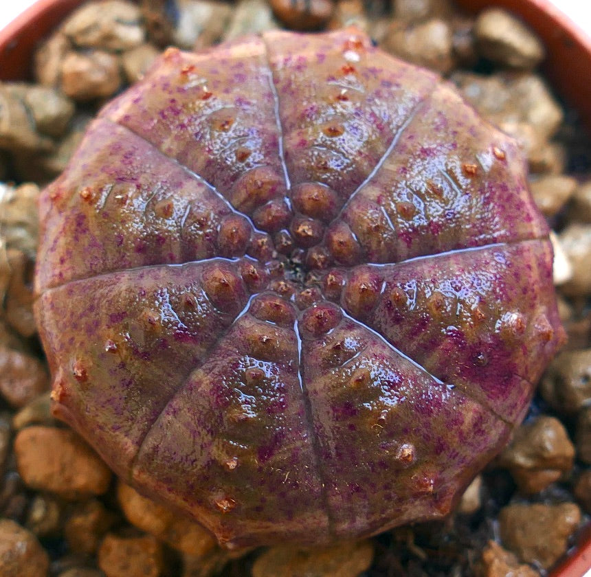 ユーフォルビア・オベサ | Botanical Archive | ユニークな多肉植物の発見