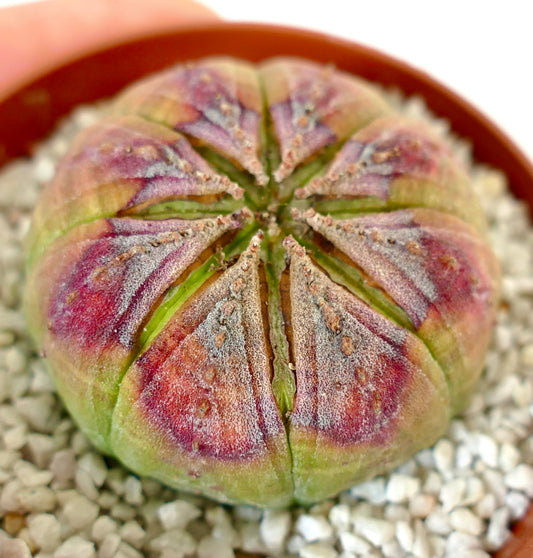 Euphorbia obesa PINK STAR