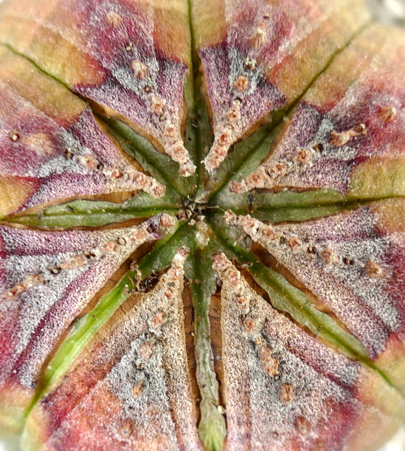 Euphorbia obesa PINK STAR