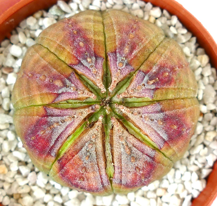 Euphorbia obesa PINK STAR