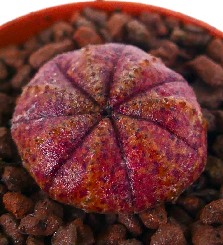 Succulente Euphorbia obesa avec une forme ronde côtelée et une surface texturée rose tachetée