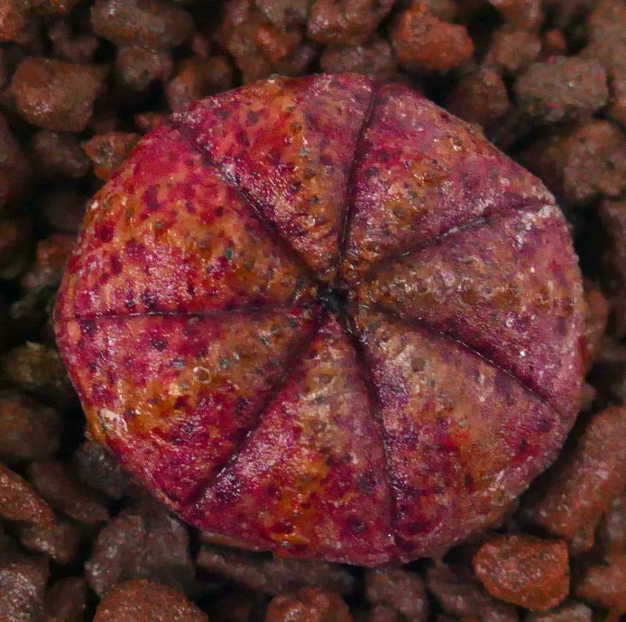 Euphorbia obesa succulente avec un corps arrondi rose tacheté et une surface texturée