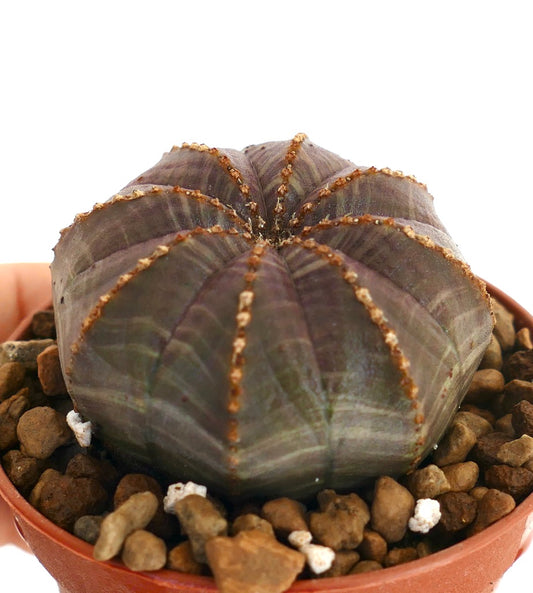 Euphorbia obesa suculenta cactus con cuerpo acanalado y redondeado y tonos marronáceos en maceta
