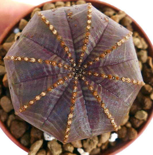 Suculenta Euphorbia obesa con estructura redondeada y acanalada y sutiles tonos marrón rosados