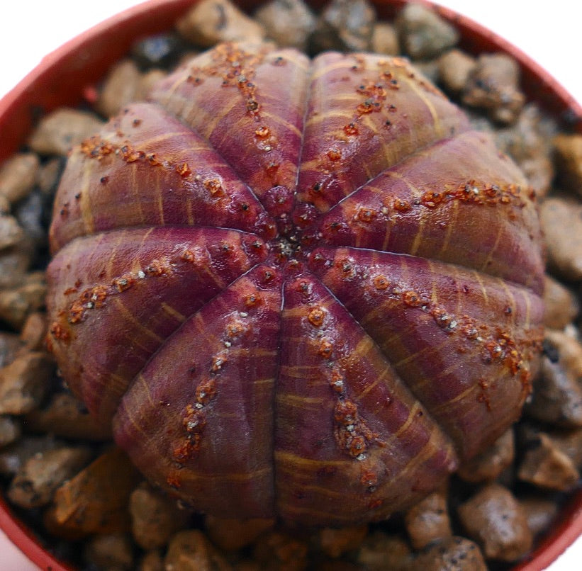 ユーフォルビア・オベサ 珍しい多肉植物で、丸みを帯びた segmented した胴体と赤褐色の斑点があります