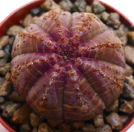 Euphorbia obesa suculenta rara con cuerpo segmentado y redondeado y manchas de color marrón rojizo