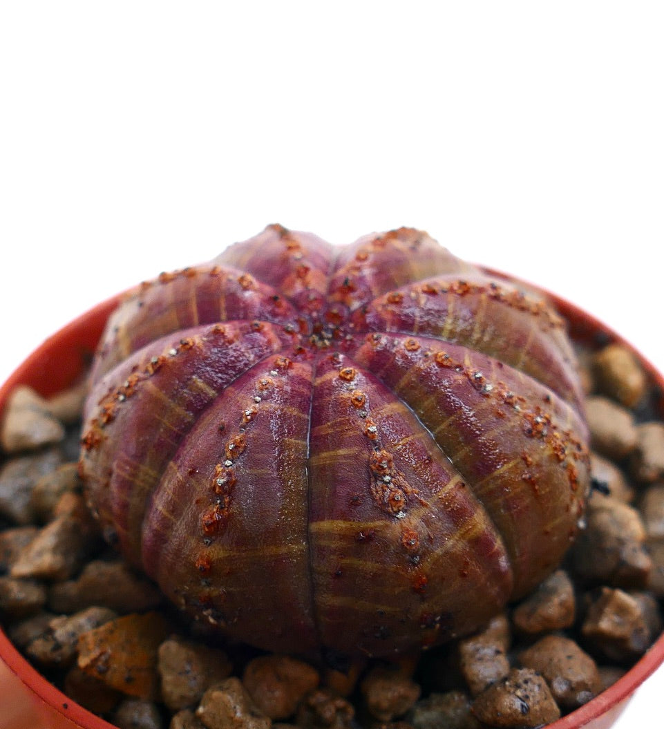 エウフォルビア・オベサ 希少な多肉植物サボテン、丸みを帯びた肋骨状の胴体と小さな茶色の斑点が特徴