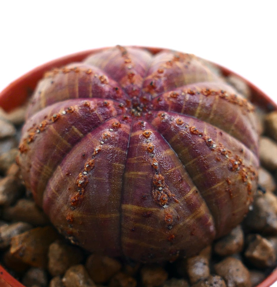 丸みを帯びた肋骨状の胴体と表面に小さな茶色の斑点があるユーフォルビア・オベサ多肉植物