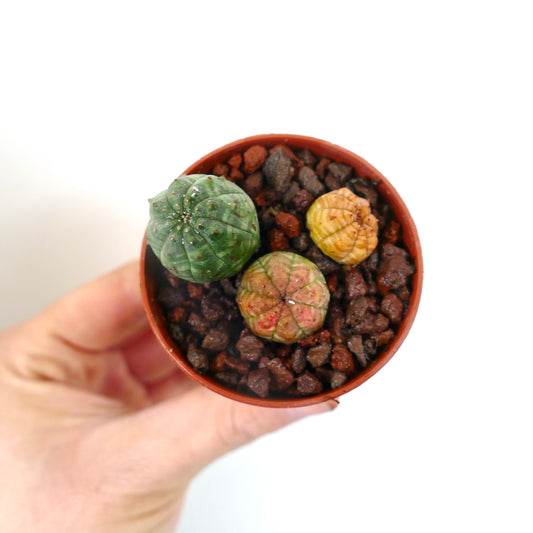 Euphorbia obesa små runde sukkulentplanter med rillede tekstur og varierte farger i potte