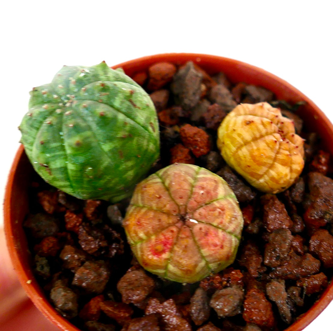 Euphorbia obesa små sukkulentspirer med runde ribbede kropper i ulike farger