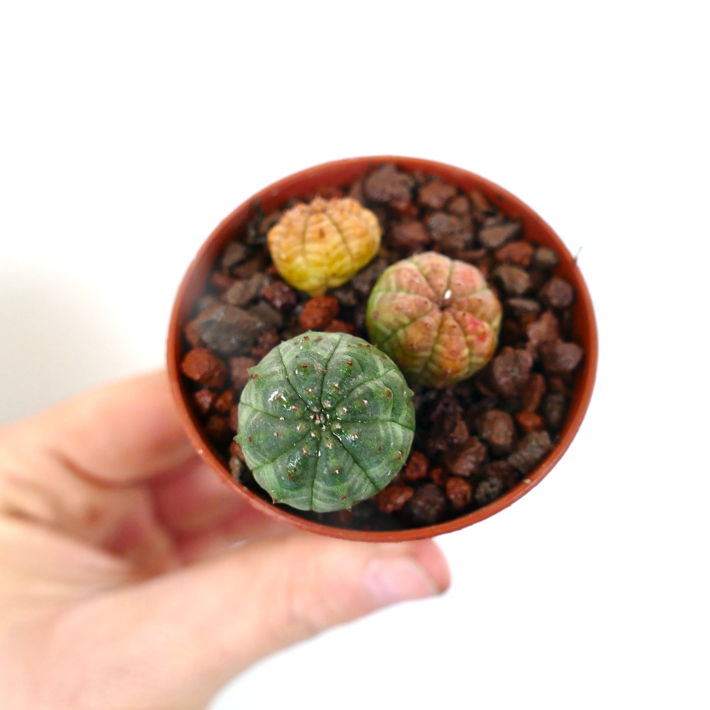 Euphorbia obesa små runde sukkulentspirer med teksturerte grønne og gule overflater i potte