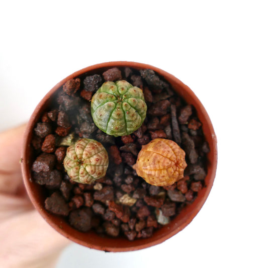 Euphorbia obesa liten sukkulent kaktus-trio med avrundede ribbede kropper i ulike farger