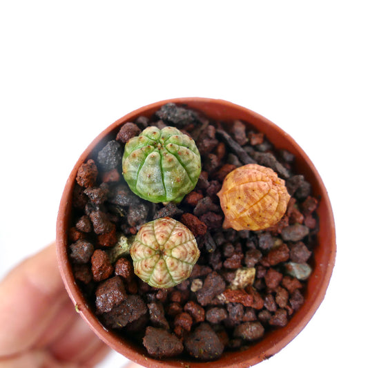 Euphorbia obesa liten sukkulent med avrundede ribbede kropper i varierte grønne og oransje nyanser