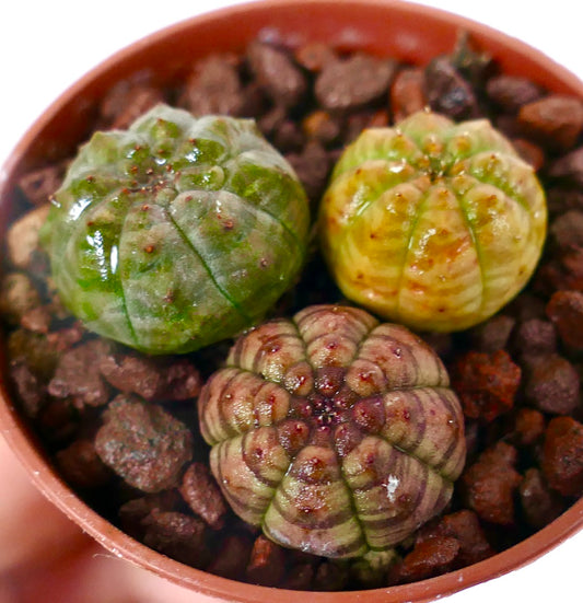 Trio med sukkulent kaktus Euphorbia obesa med runde ribbete kropper og varierte farger i potte