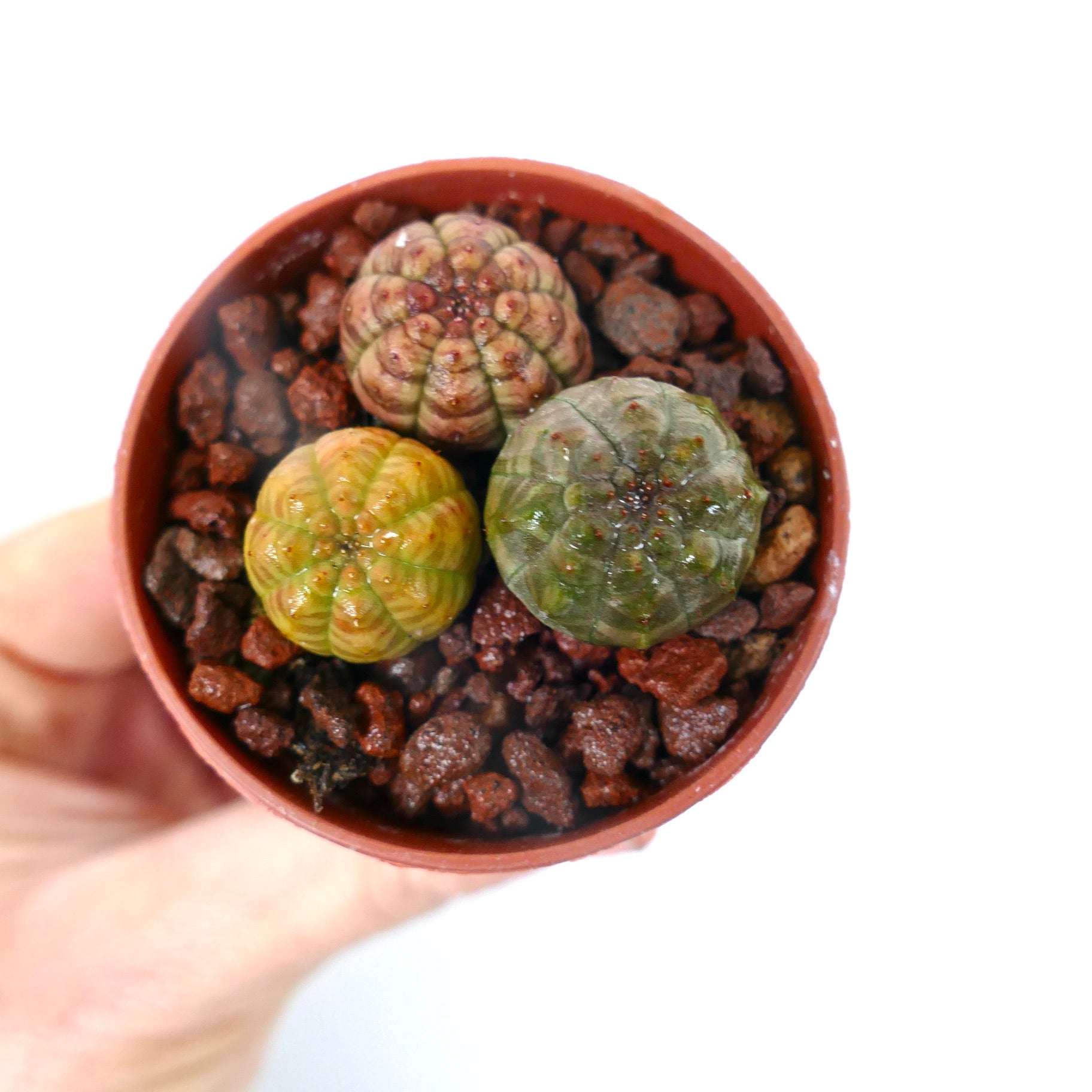 Euphorbia obesa petite succulente aux corps arrondis et côtelés dans des tons variés de vert et de brun