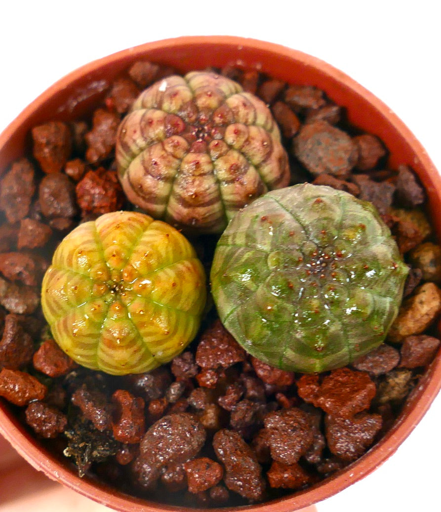 Succulente Euphorbia obesa avec des corps arrondis et côtelés aux tons verts et jaunes variés