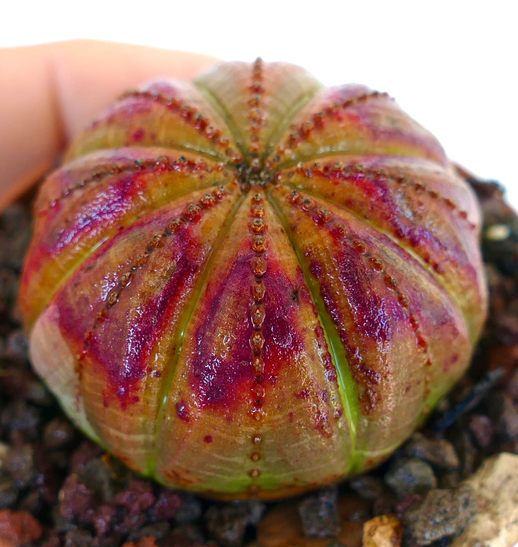 ユーフォルビア　オベサ ユーフォルビア・オベサ | Botanical Archive | ユニークな多肉植物