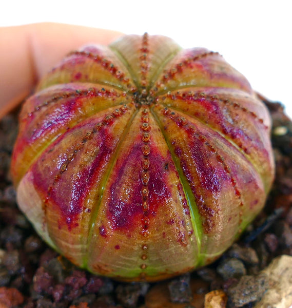 ユーフォルビア・オベサ | Botanical Archive | ユニークな多肉植物