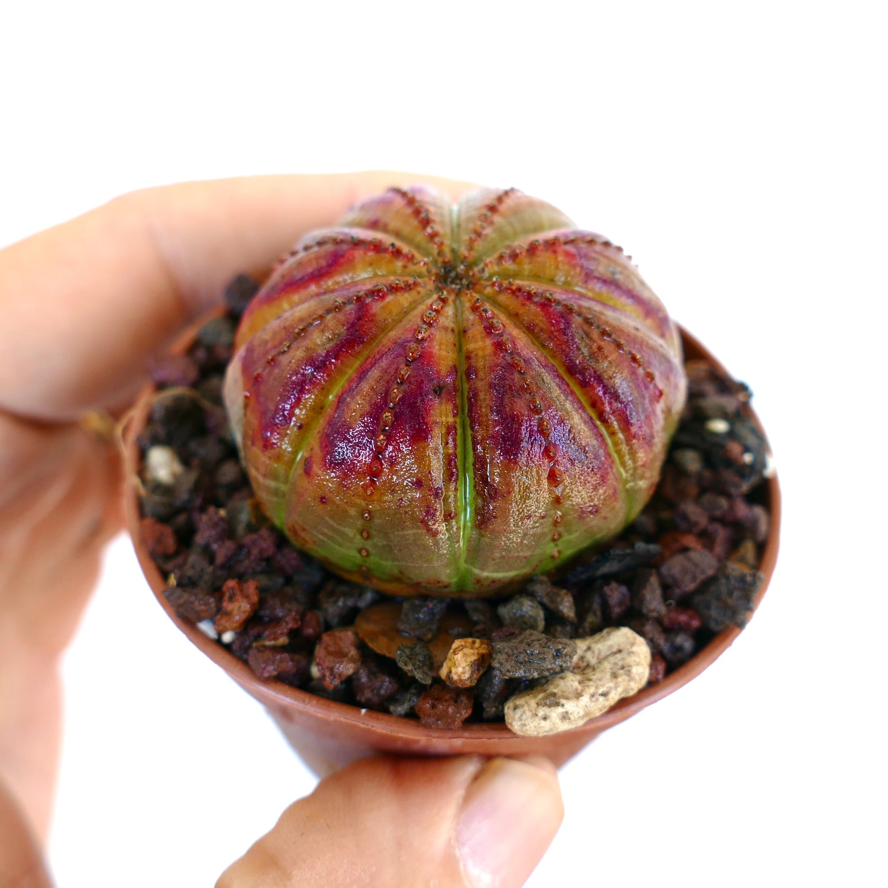 手に持たれたモロキニエンシス・オベサ多肉植物は、その球状で肋状の形と鮮やかな赤紫色の斑入り模様が際立っています。